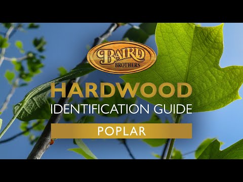 Poplar Hardwood: Uses, Characteristics, and Identification Guide