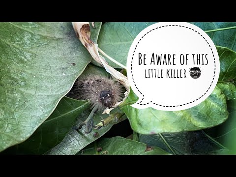 Most Deadly little insect || This can kill you ???😱😱