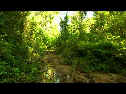 Austin Stevens - Unheimlicher Amazonas (2/4)