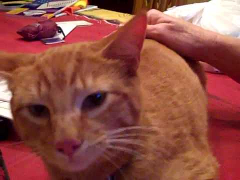 YouTube video about: Why do cats shake their heads when eating?