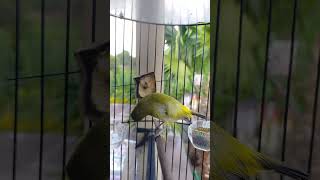 Download lagu Pleci Dakun Garut Gacor Nembak Sejalur WitWit mp3 Download lagu Pleci Dakun Garut Gacor Nembak Sejalur WitWit mp3