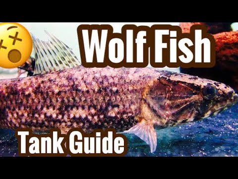 download lagu mp3 mp4 Wolf Fish Aquarium, download lagu Wolf Fish Aquarium gratis, unduh video klip Wolf Fish Aquarium