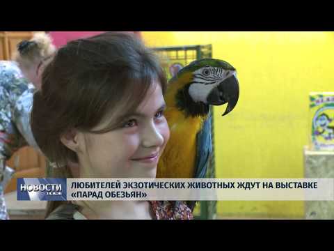 Новости Псков 23.07.2019 / Любителей экзотических животных ждут на выставке «Парад обезьян»