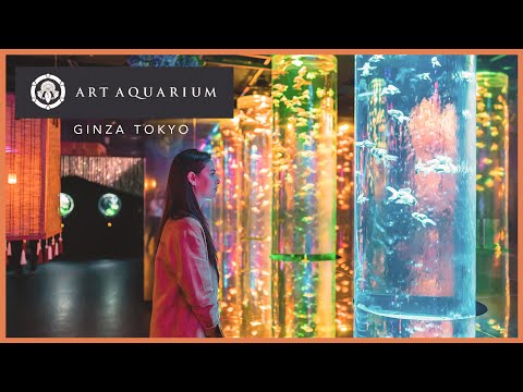 東京銀座藝術水族館回顧 (Art Aquarium Museum Review in Ginza Tokyo)