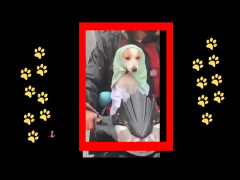 funny 🐶 dogs reactions part 33 No Languages only funny voices |Sabeera smc funny videos 2023
