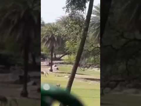 లేడీ 🦌 #varshitha229 #varshitha #shorts #youtubeshorts #Ytshorts #yt20 #reelitfeelit #zoo