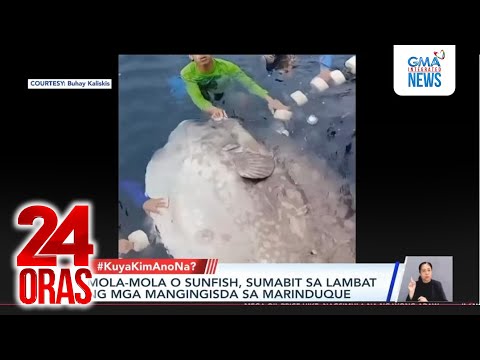 Mola-mola o sunfish, sumabit sa lambat ng mga mangingisda sa Marinduque | 24 Oras