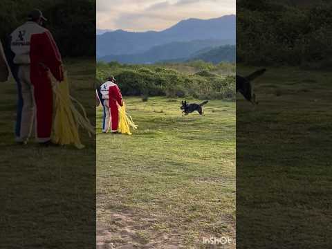 Protection.    #dog 🇮🇷🇮🇷🇮🇷🇮🇷🇮🇷🇮🇷🇮🇷🇮🇷🇩🇪🇩🇪🇩🇪🇩🇪🇩🇪🇩🇪🇩🇪Iran Psa