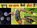 Life Cycle Of A Firefly in hindi || जुगनू का जीवन चक्र || Country Darshan
