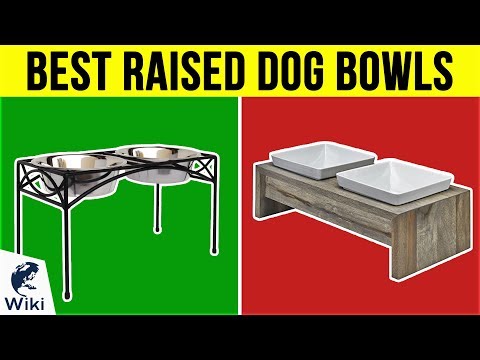 image-Are elevated dog bowls recommended?
