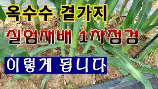 [텃밭농부. 1,144]  옥수수 실험재배.  곁가지를 키우면 이렇게 된다 #옥수수재배 #옥수수곁가지