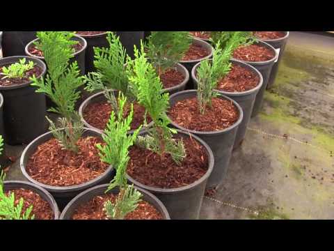 download lagu mp3 mp4 Oriental Arborvitae Growth Rate, download lagu Oriental Arborvitae Growth Rate gratis, unduh video klip Oriental Arborvitae Growth Rate