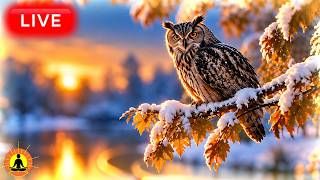 🔴 Insomnia Relief Music 24/7 | Sleep Meditation Music - Fall Asleep Fast | Deep Sleeping Music thumbnail