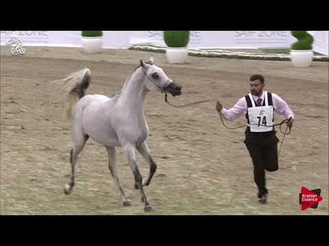 N 74 FARIS AL DHABI   SHARJAH 2018 SE