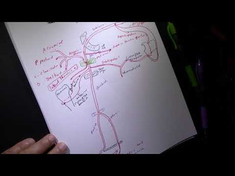 ARTERIAL SUPPLY OF THE UPPER EXTREMITY