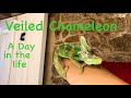 A Day In The Life of my Veiled Chameleon - Luigi
