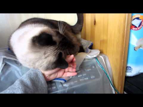 Fat Siamese cat asks for attention