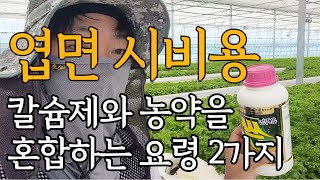 엽면시비용 칼슘제와 농약을 섞어 치는 요령 2가지~!