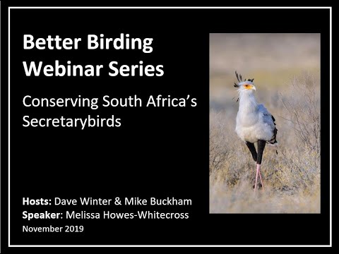 Conserving Africa's tallest endemic raptor