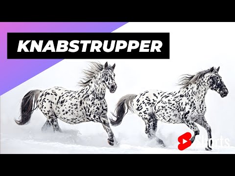 , title : 'Knabstrupper 🐴 One Of The Most Beautiful Horse Breeds In The World #shorts #horse #knabstrupper'