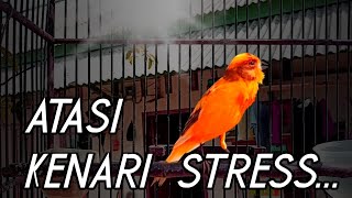 Download lagu MENGATASI KENARI STRESS DAN MACET BUNYI DG SUARA KENARI PAUD BELAJAR BUNYI mp3