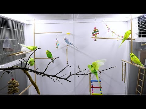 6 Hour Live Stream | Budgies Home Alone with Budgie sounds