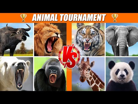 Wild Animals Tournament Arena | SPORE