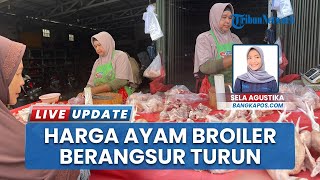 Harga Ayam Broiler Turun Drastis Jadi Rp 36 Ribu Per Kilo di Pasar Pangkalpinang, Minat Beli Turun