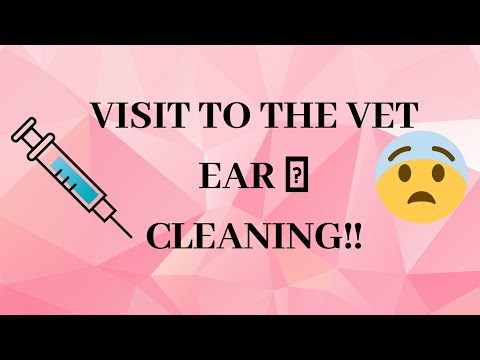 Visit to the Vet - Ear Cleaning😅 #beboleo #persiancats #cats