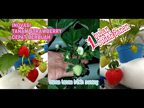 , title : 'menanam strawberry hidroponik sampai panen'