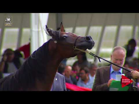 N.15 MARIKHA IA - 2017 Italian Nationals - 2 Years Old Fillies (Class 2)