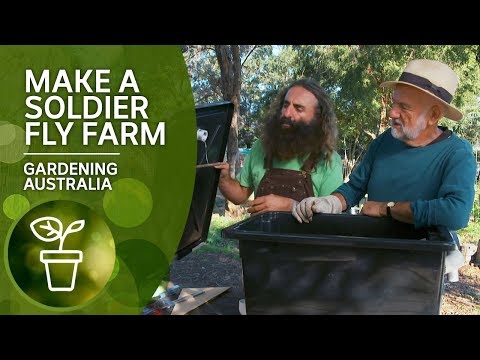 How to make a black soldier fly farm