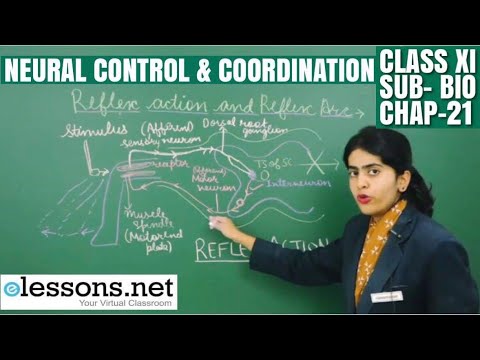 INTRODUCTION TO HOW REFLEXES WORK| WHAT IS A SIMPLE REFLEX ARC| NEURAL CONTROL AND COORDINATION