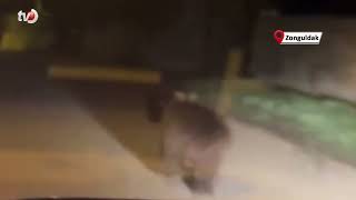 Aç Kalan Ayılar Köye İndi