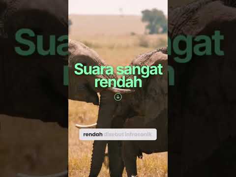 Jangan Tertipu Ukuran Tubuhnya, Gajah Ternyata Punya Kecerdasan Luar Biasa