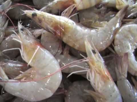 โรคสะเก็ดเงินของหนังศีรษะหรือโรคผิวหนัง seborrhoeic ที่ทะเลจะถือว่าโรคสะเก็ดเงิน