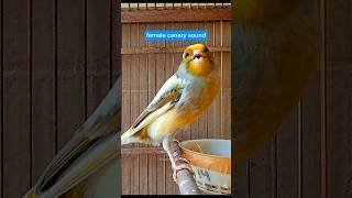Download lagu SOUND of female canary in heat ‼️ CANARY bait is stuck making a sound #canary mp3 Download lagu SOUND of female canary in heat ‼️ CANARY bait is stuck making a sound #canary mp3