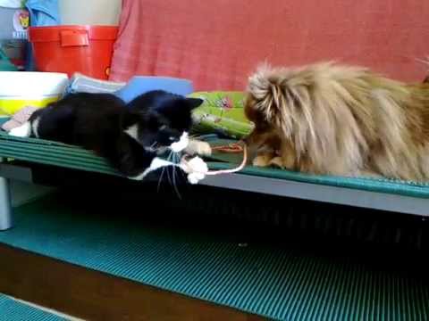 Sebastiao e Pipa a brincar