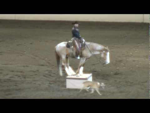 Night of the Horse 2011 - Tommie Turvey with Maverick and Cutaway