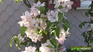 Ältere Apfelsäulenbäume Malini in voller Blüte