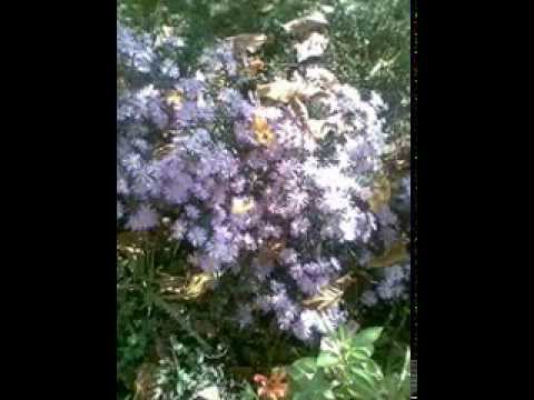 Rachaj porachaj mome - Cane Nikolovski