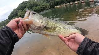 ダムの沖にネコリグを投げたら。。。【バス釣り】
