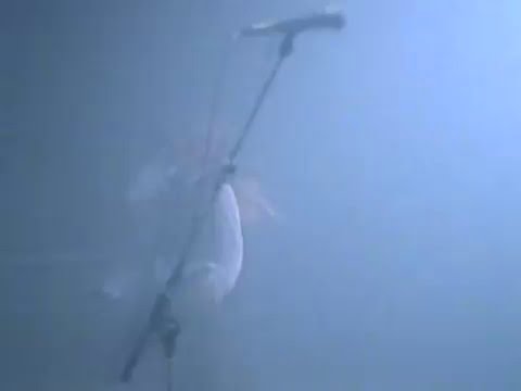 Videoclip de I Won't Cut My Hair — D-A-D