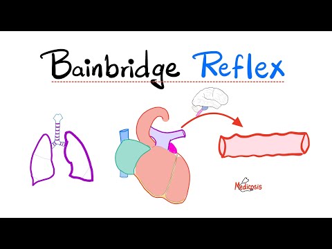 Bainbridge Reflex - Cardiopulmonary Mechanoreceptors - Vasomotor center, SNS, PNS - Cardiophysiology