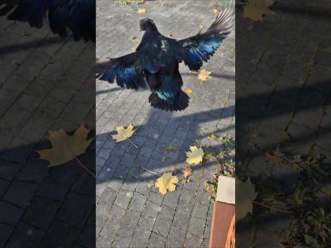 Jerry the Duck's Autumn Flight 😂🦆😁 #funnyanimals #funnyanimals #duck #drake #animals