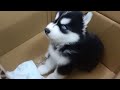 Husky Puppy With Galaxy Blue Eyes