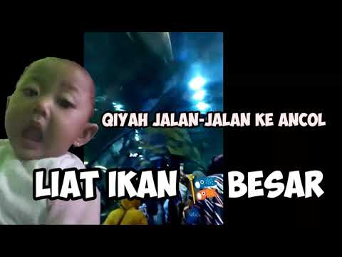 Naqiyah #Jalan-jalan Liat Ikan Besar#Shark
