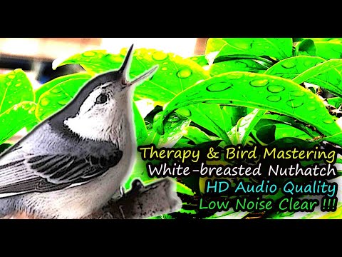 Brhlík bieloprsý (Sitta carolinensis) — spev a hlas v prírode