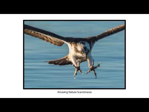 Osprey photography in Central Sweden