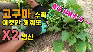 고구마 이것만 해주면 2배로 수확 가능